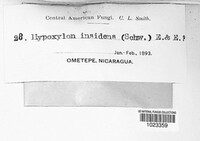 Hypoxylon insidens image
